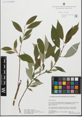 Foto von Salix fragilis L. x Salix triandra L.